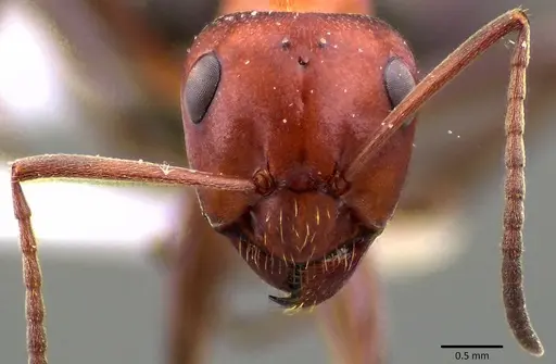 Formica prociliata - ANTWEB1041658