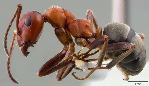 Formica prociliata - ANTWEB1041658