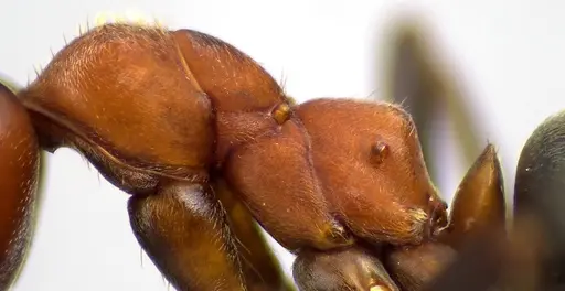 Formica prociliata - ANTWEB1041658