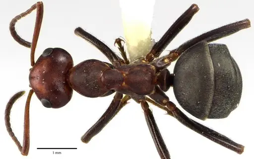 Formica prociliata - ANTWEB1041661