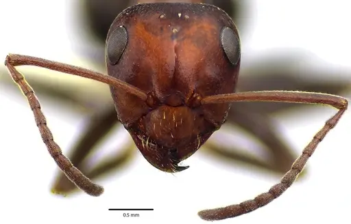 Formica prociliata - ANTWEB1041661