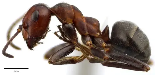 Formica prociliata - ANTWEB1041661