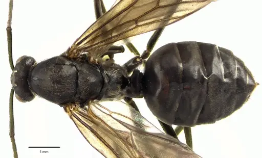 Formica prociliata - ANTWEB1041663