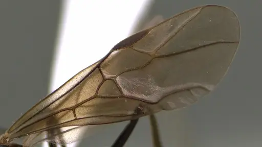 Formica prociliata - ANTWEB1041663