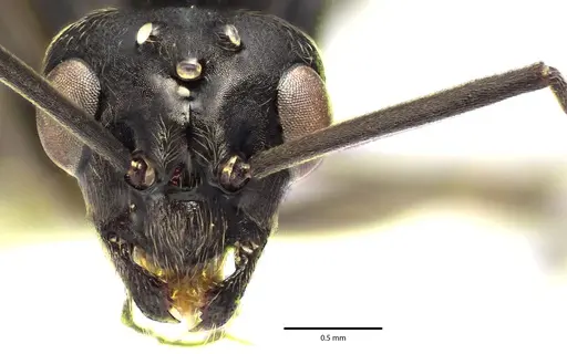 Formica prociliata - ANTWEB1041663