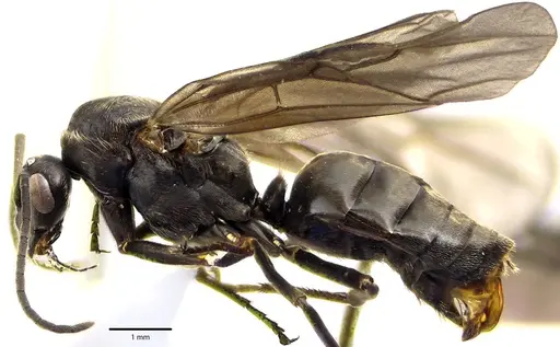 Formica prociliata - ANTWEB1041663