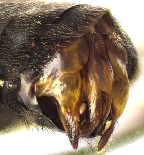 Formica prociliata - ANTWEB1041663