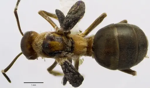 Formica prociliata - ANTWEB1041664