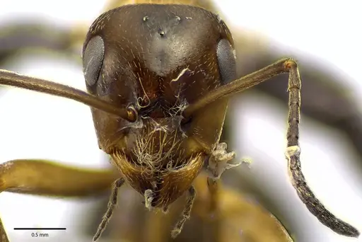 Formica prociliata - ANTWEB1041664