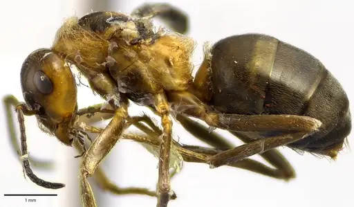 Formica prociliata - ANTWEB1041664