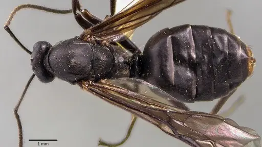 Formica prociliata - ANTWEB1041798