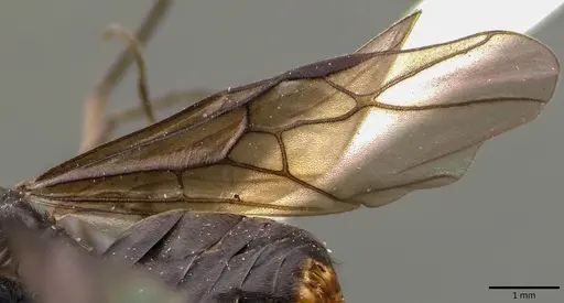 Formica prociliata - ANTWEB1041798