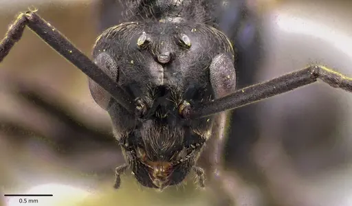 Formica prociliata - ANTWEB1041798