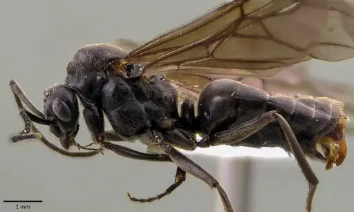 Formica prociliata - ANTWEB1041798