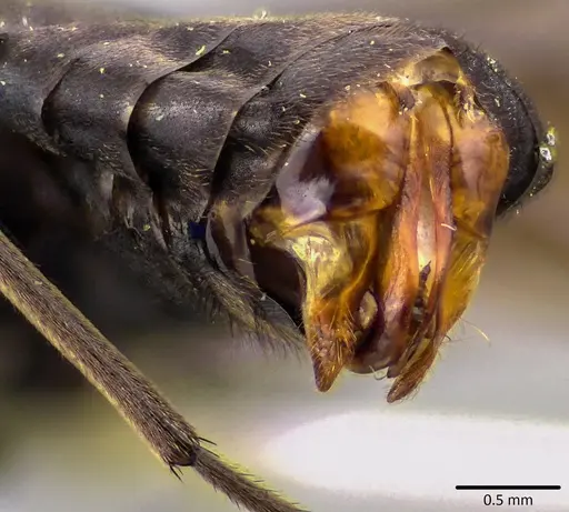 Formica prociliata - ANTWEB1041798