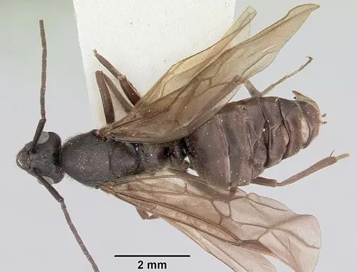 Formica prociliata - CASENT0103376