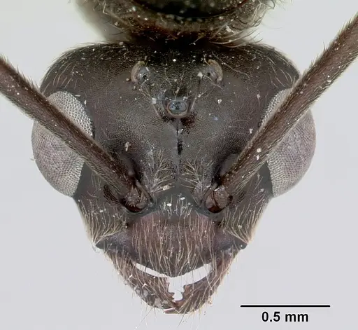 Formica prociliata - CASENT0103376