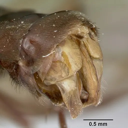 Formica prociliata - CASENT0103376