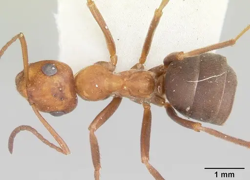 Formica prociliata - CASENT0103377