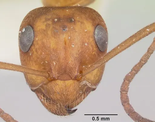 Formica prociliata - CASENT0103377