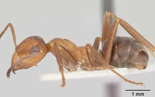 Formica prociliata - CASENT0103377