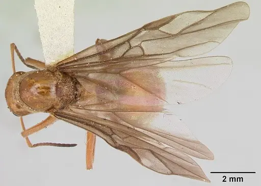 Formica prociliata - CASENT0103378