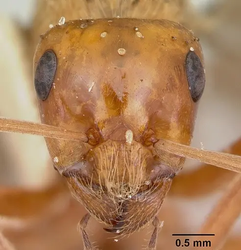 Formica prociliata - CASENT0103378