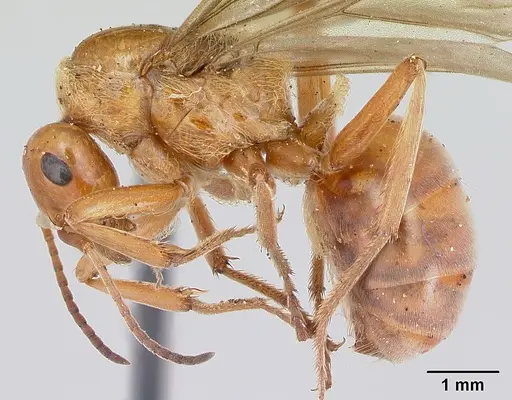 Formica prociliata - CASENT0103378