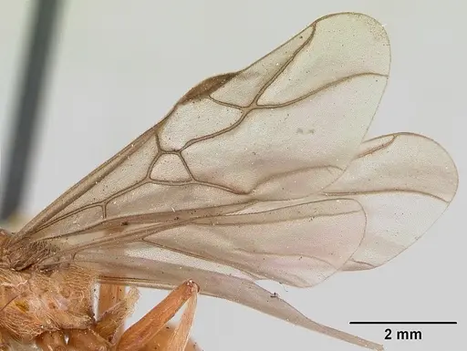 Formica prociliata - CASENT0103378