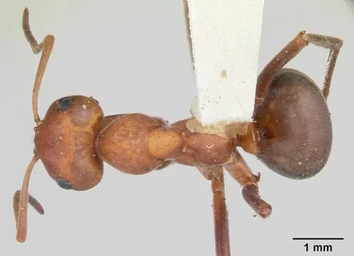 Formica prociliata - CASENT0103379