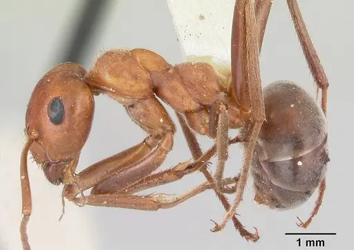 Formica prociliata - CASENT0103379