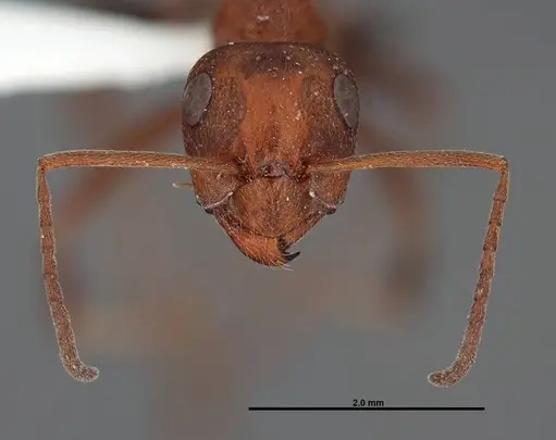 Formica prociliata - FMNHINS0000062714