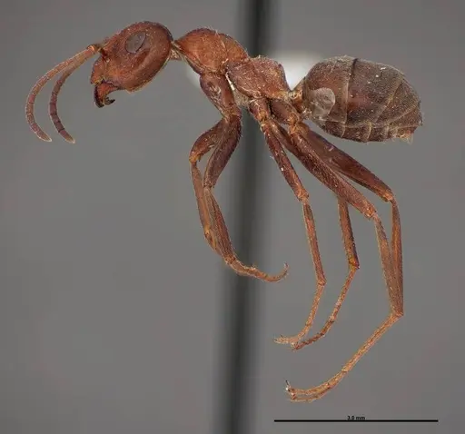 Formica prociliata - FMNHINS0000062714