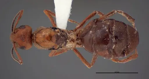 Formica prociliata - FMNHINS0000062715