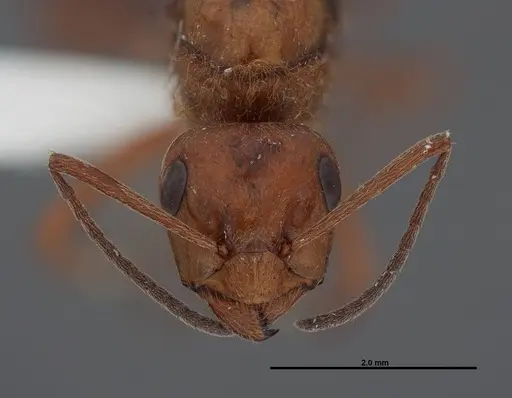 Formica prociliata - FMNHINS0000062715