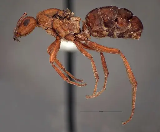 Formica prociliata - FMNHINS0000062715
