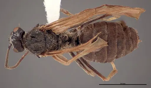 Formica prociliata - FMNHINS0000062716