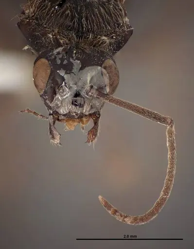Formica prociliata - FMNHINS0000062716