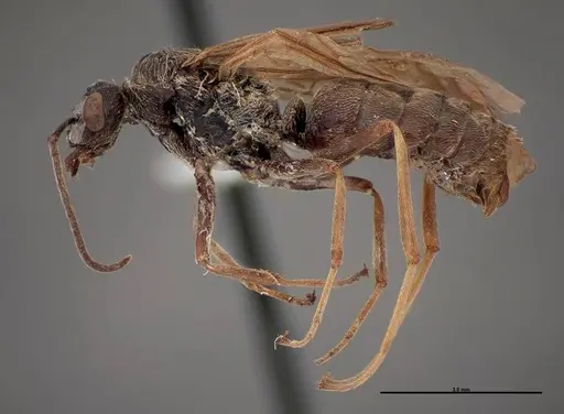 Formica prociliata - FMNHINS0000062716