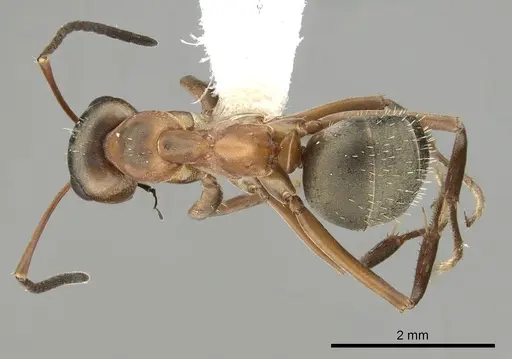 Formica propatula specimen