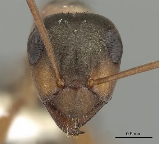 Formica propatula specimen