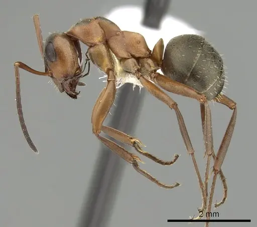 Formica propatula specimen