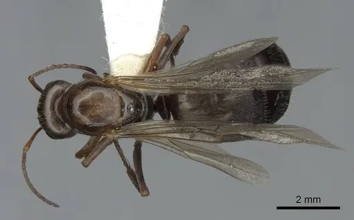 Formica propinqua specimen