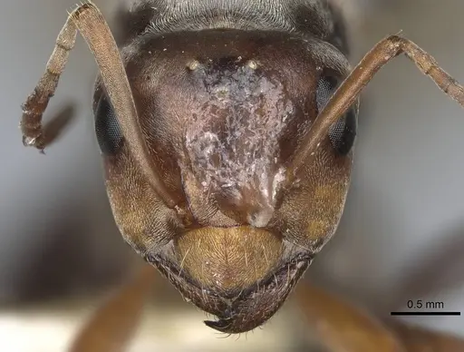 Formica propinqua specimen