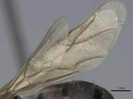 Formica propinqua - CASENT0005283