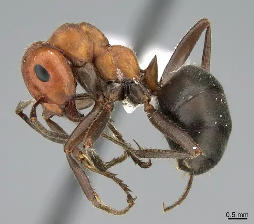 Formica propinqua - CASENT0005286