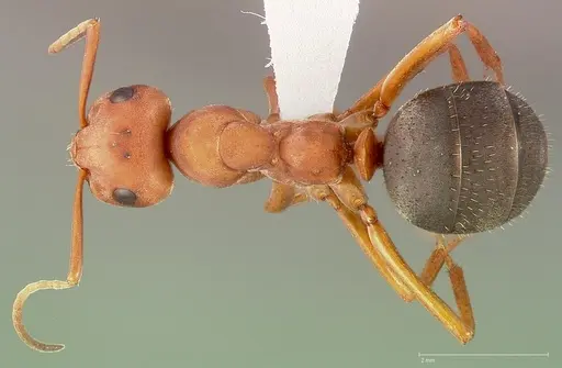 Formica propinqua - CASENT0005391