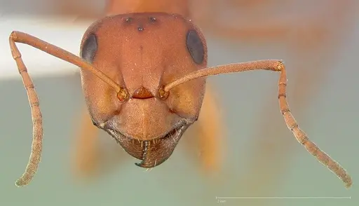 Formica propinqua - CASENT0005391
