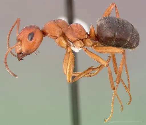 Formica propinqua - CASENT0005391