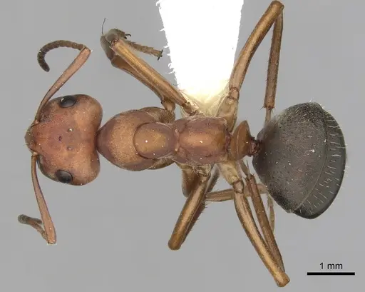Formica propinqua - CASENT0280404